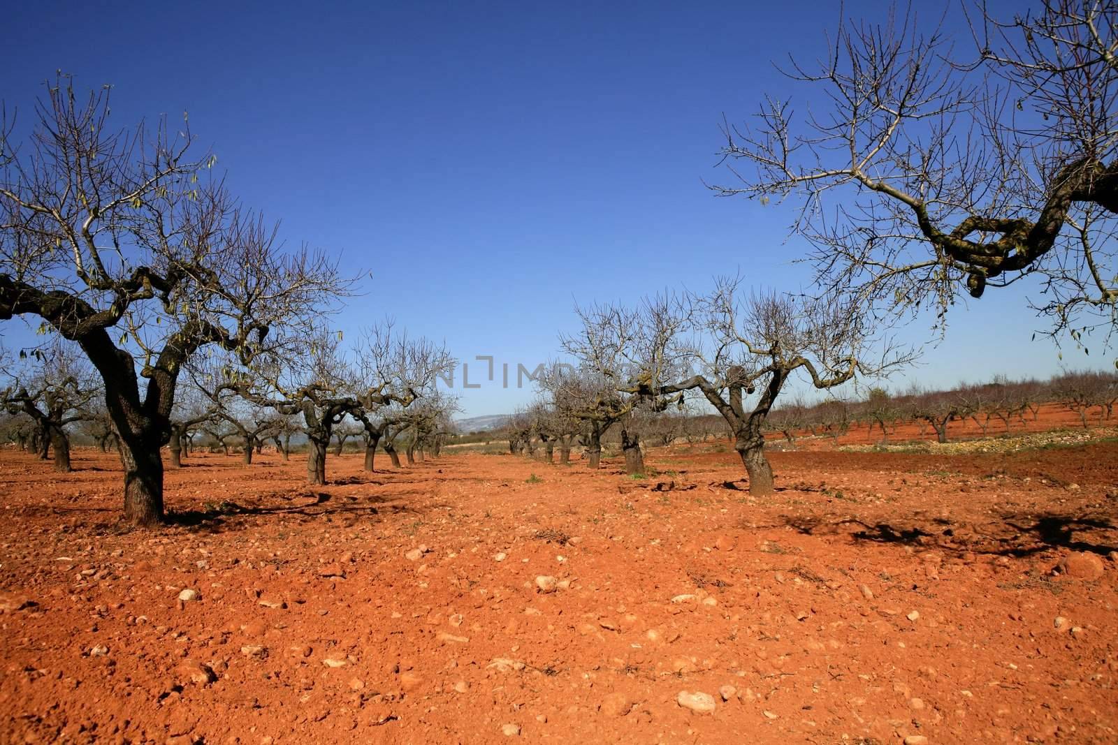 Peach tree field in red soil by lunamarina