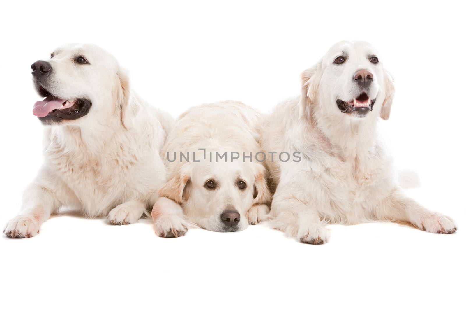 Three golden retriever dogs lying together on white background