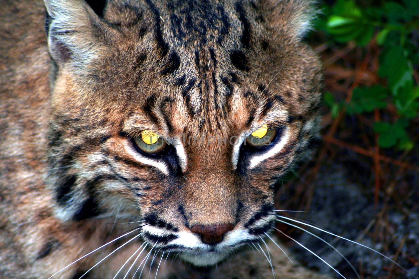 Close up of a bobcat, eyes glowing yellow