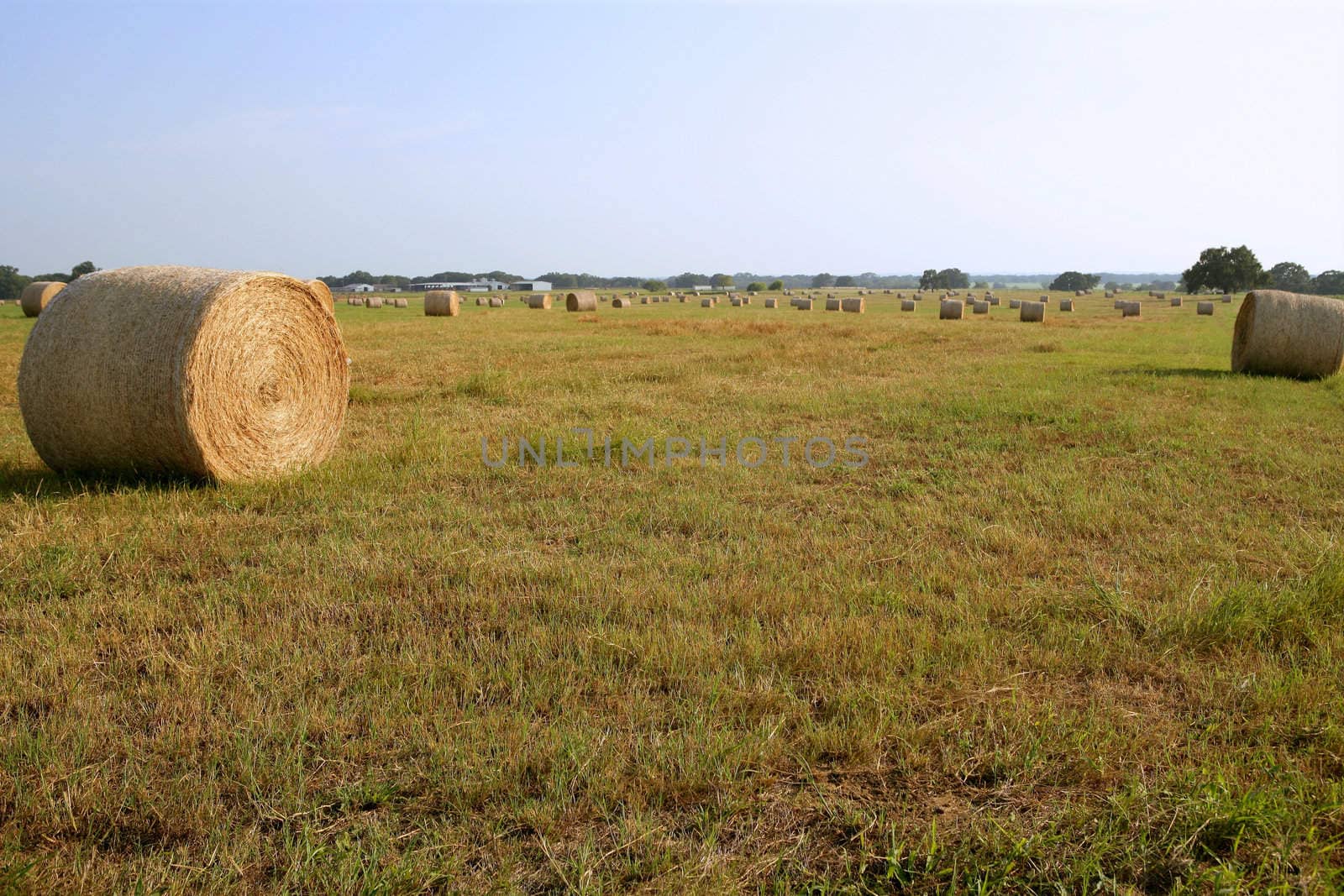 Golden Straw Hay Bales in american countryside by lunamarina