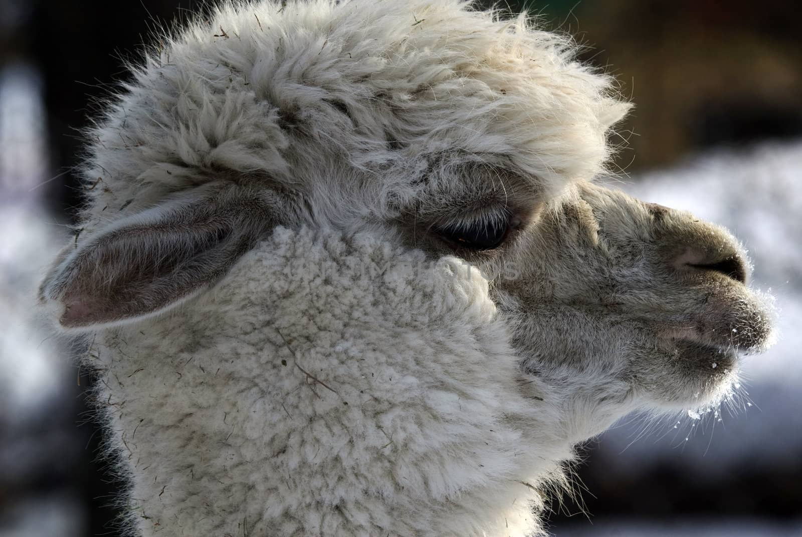 Close-up profile portrait of a white Lama in Winter