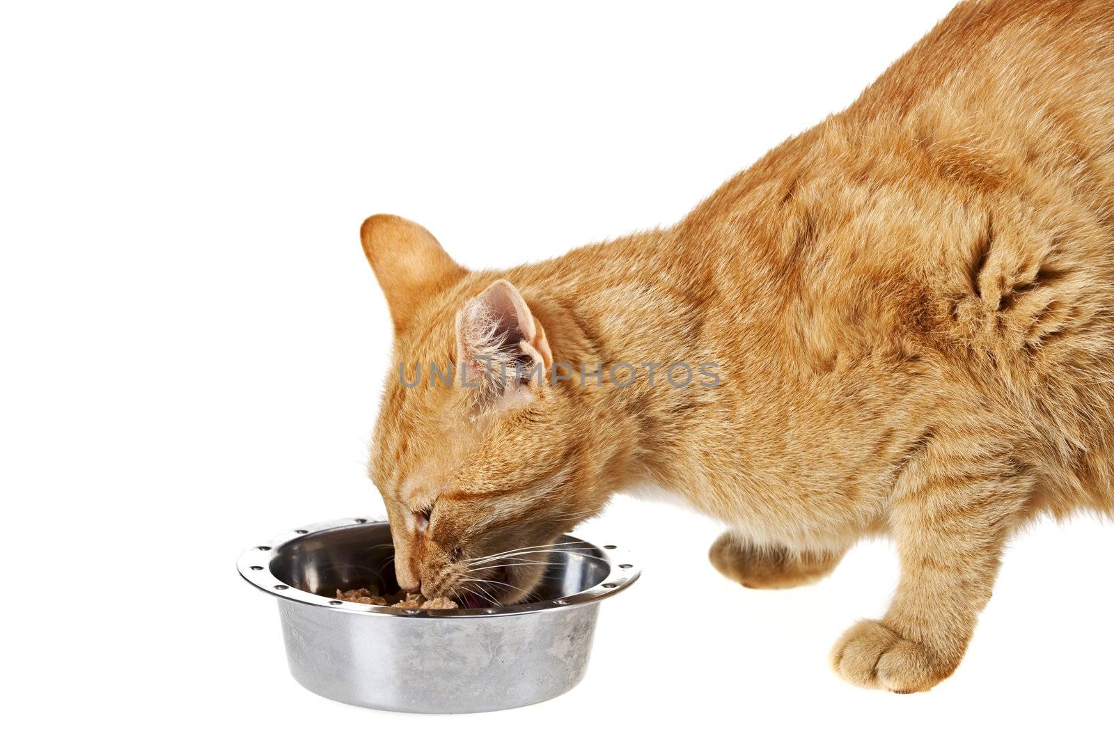 small cat and feeding dish isolated on white