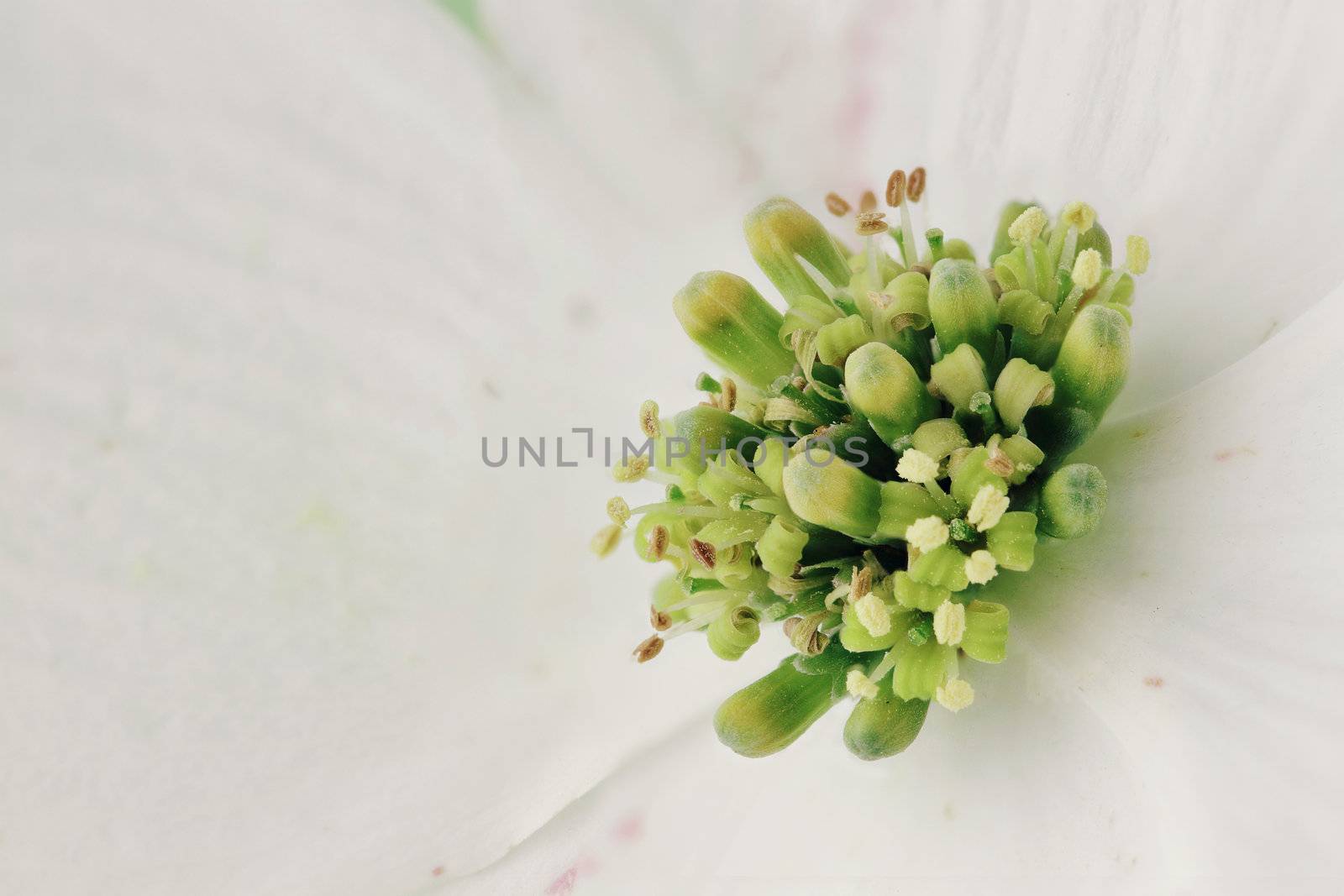 Abstract of an extreme macro of a white Dogwood blossom.