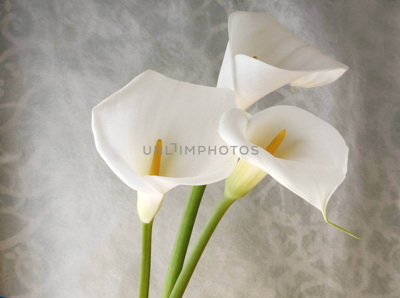 fresh white calla lilies against a decorative swirling background