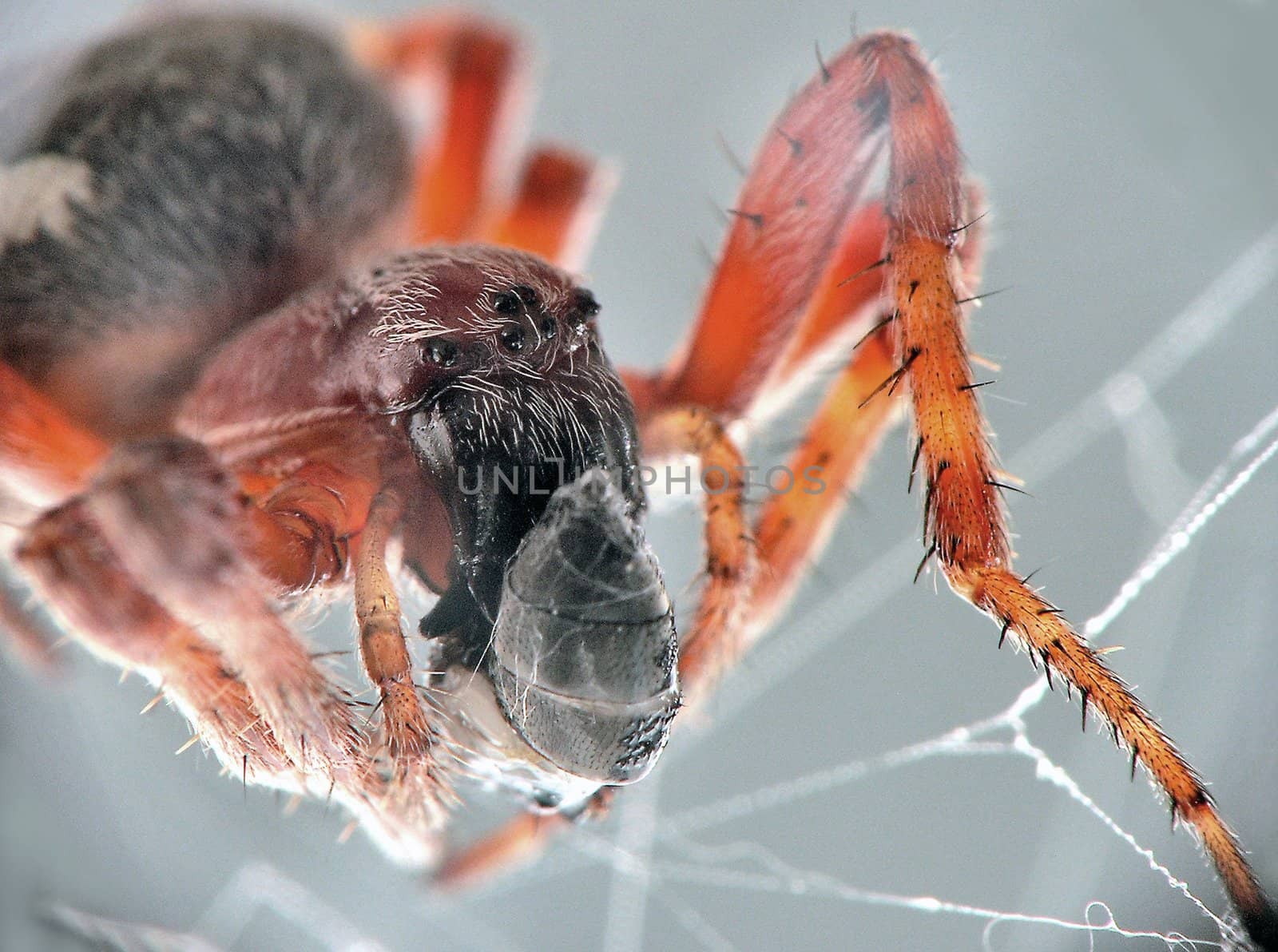 small spider making its silk flat horizontal web, macro