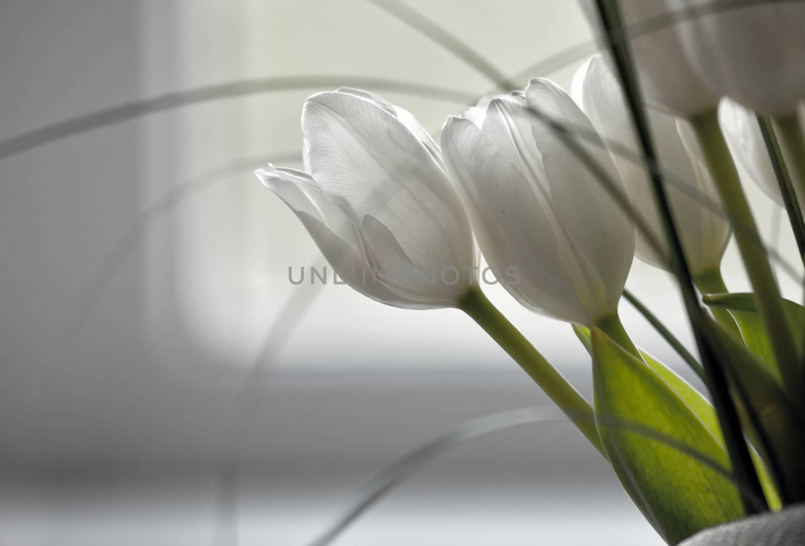 white tulips  spring bouquet fragment