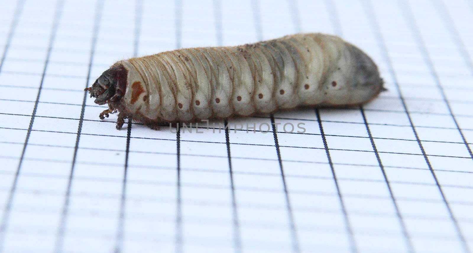 a big larva with bits of dirt on graph paper