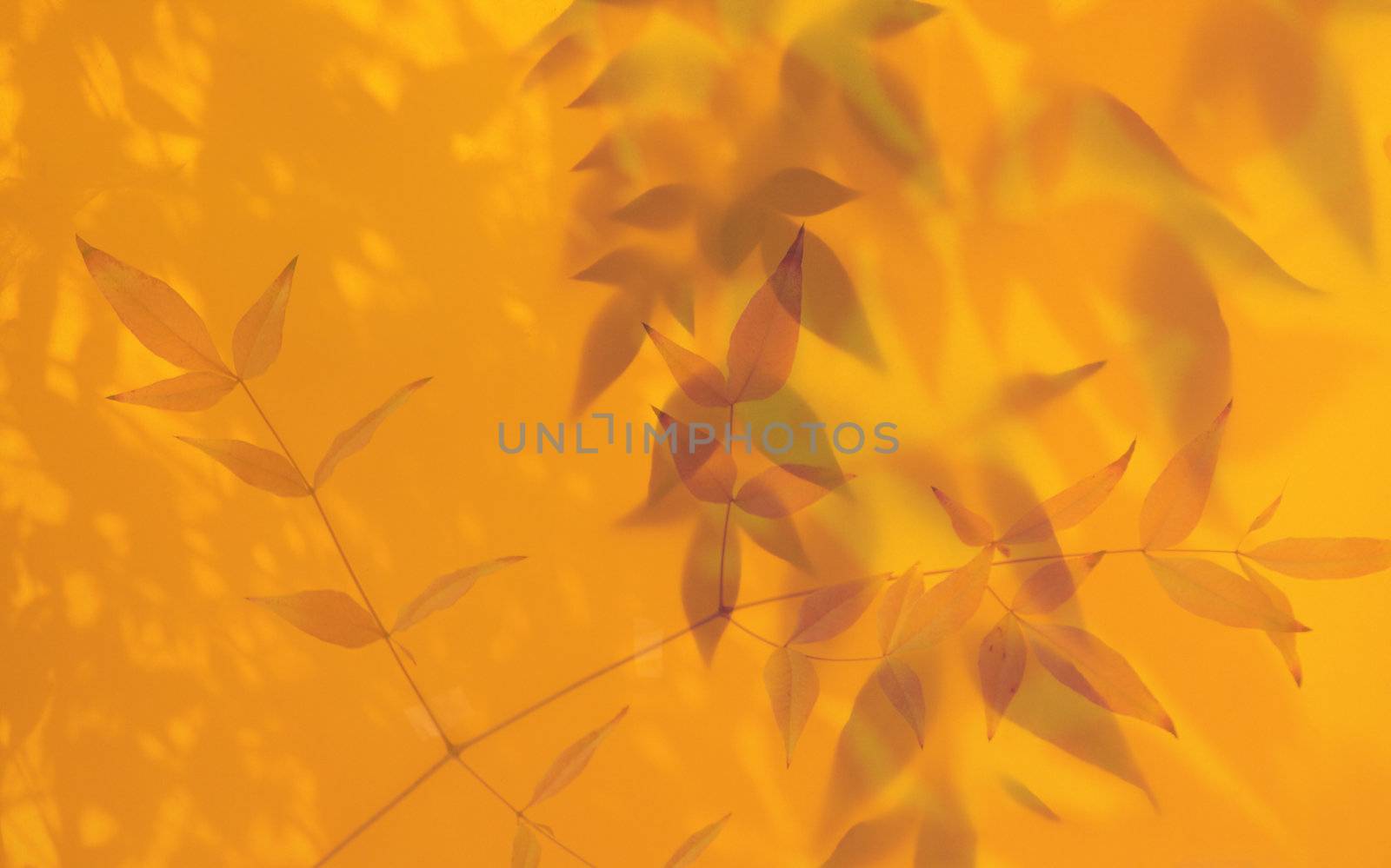 leaves in golden light by nebari
