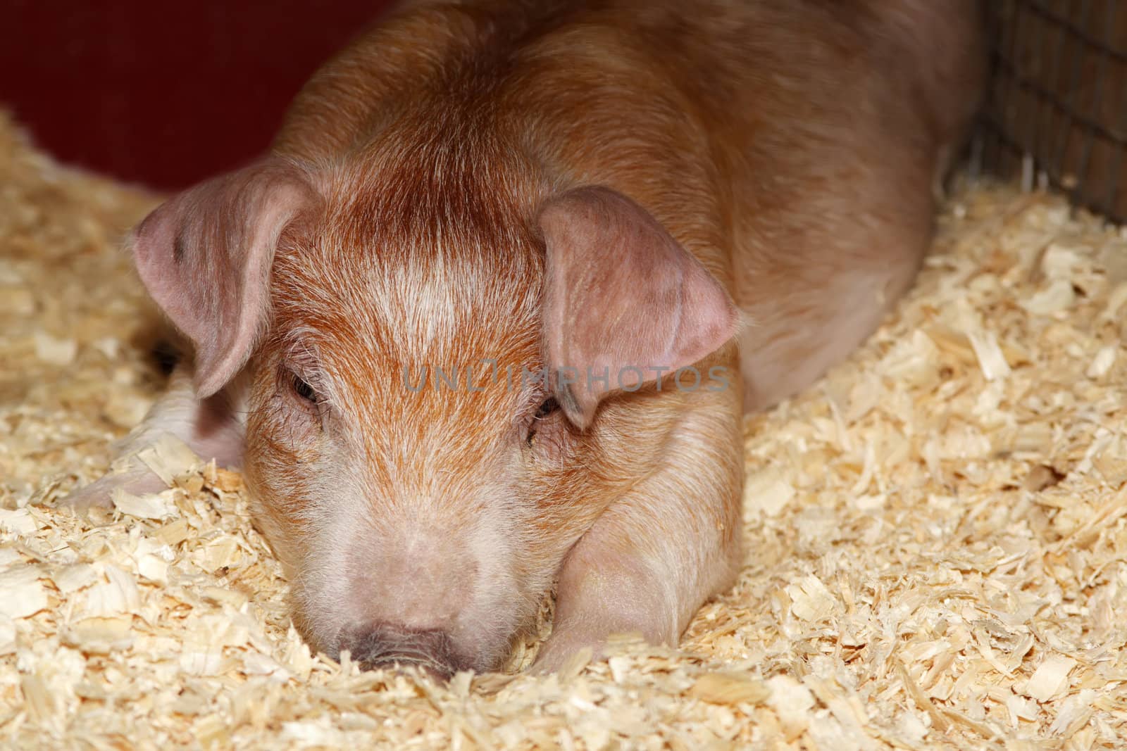 closeup portrait of a young pig