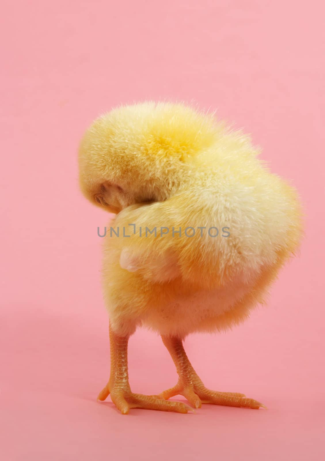 cute yellow chick , pink background