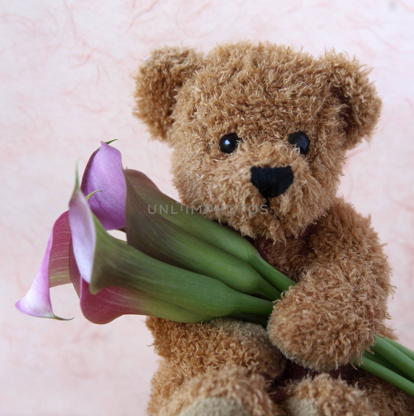 teddy bear holds a bunch of fresh pink calla lilies