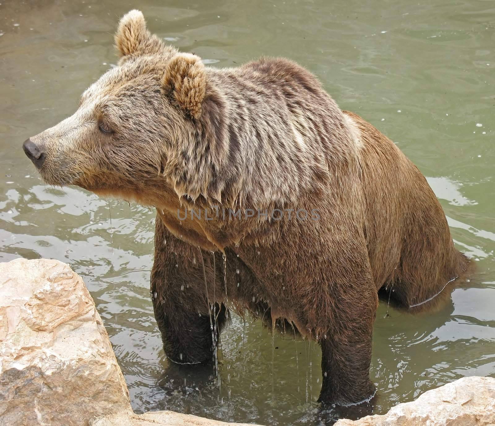 Dripping brown bear that comes out from the water