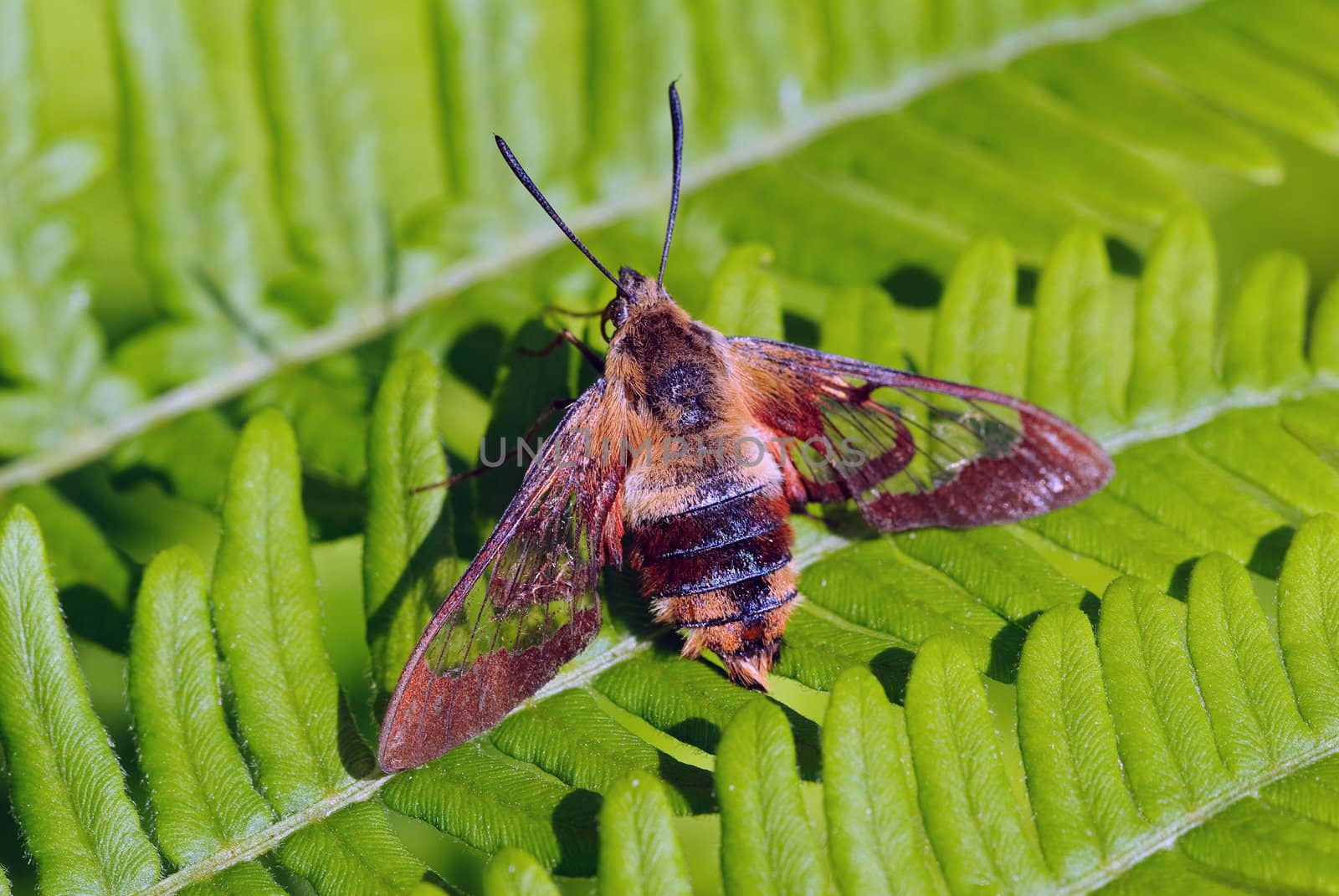 Closeup picture of a moth of a green fern