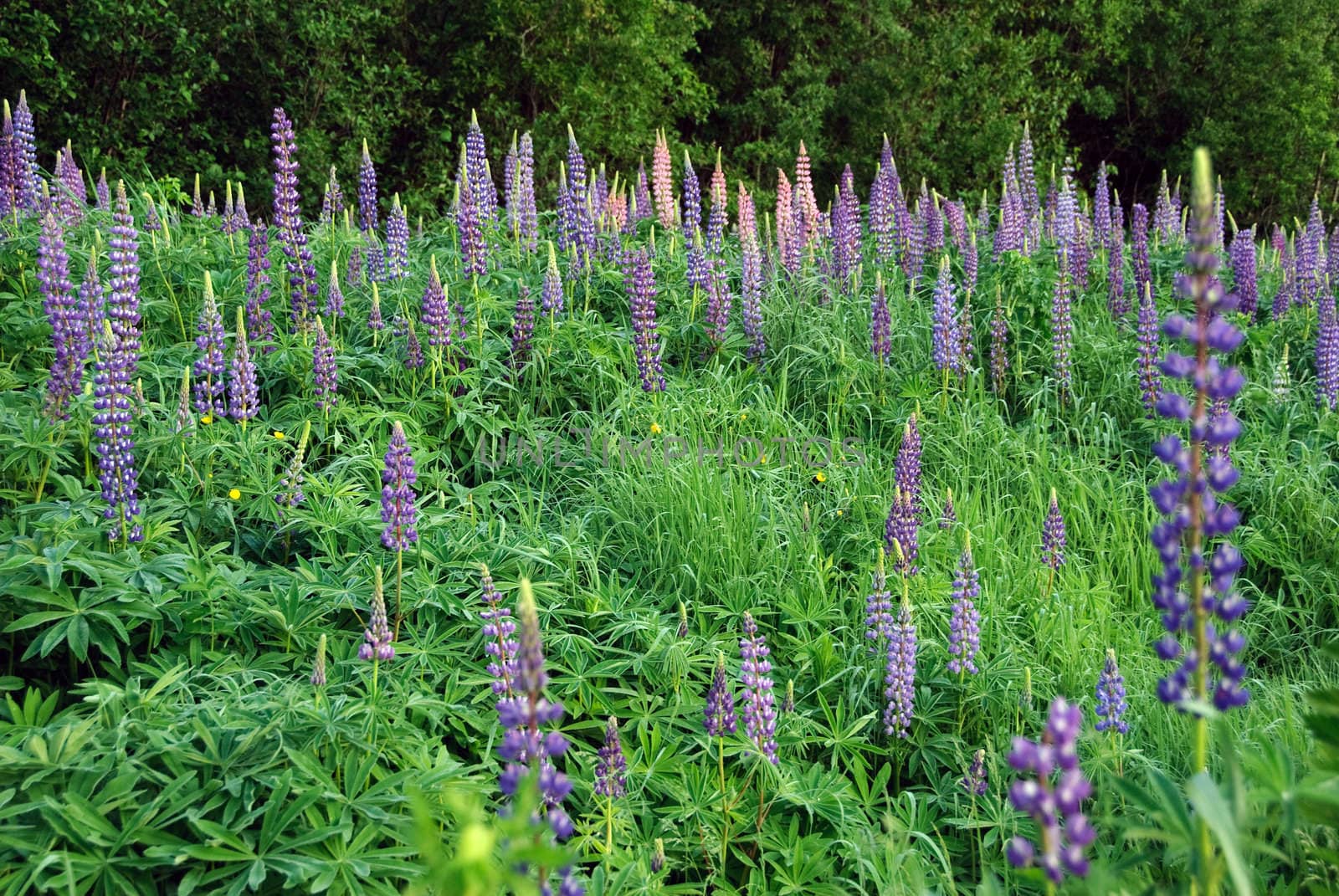 Field of wild lupines growing in a Northern forest