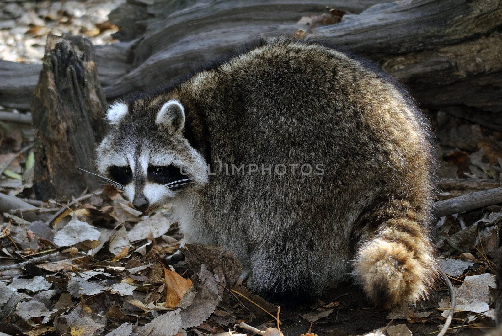 Picture of a wild raccoon in it's natural environment