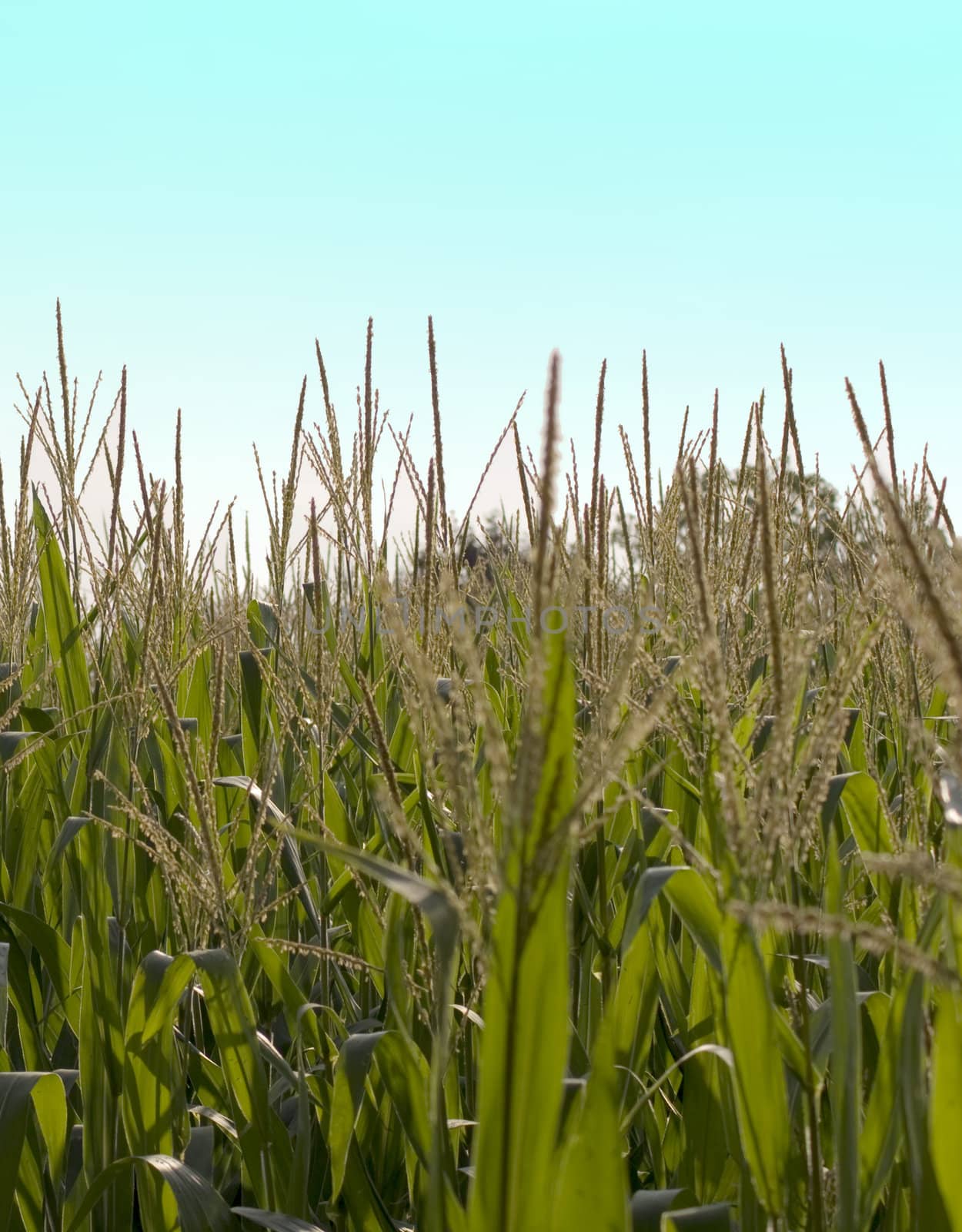 View of a field with blue sky