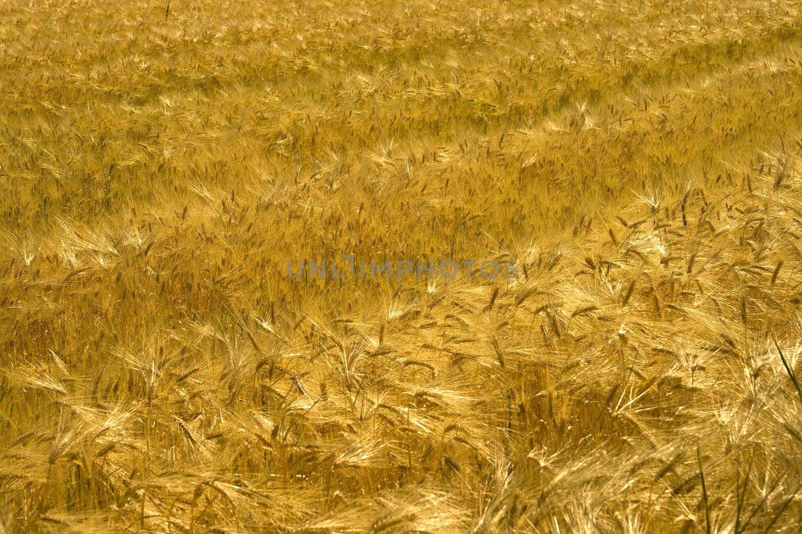 View of a field of golden wheat 