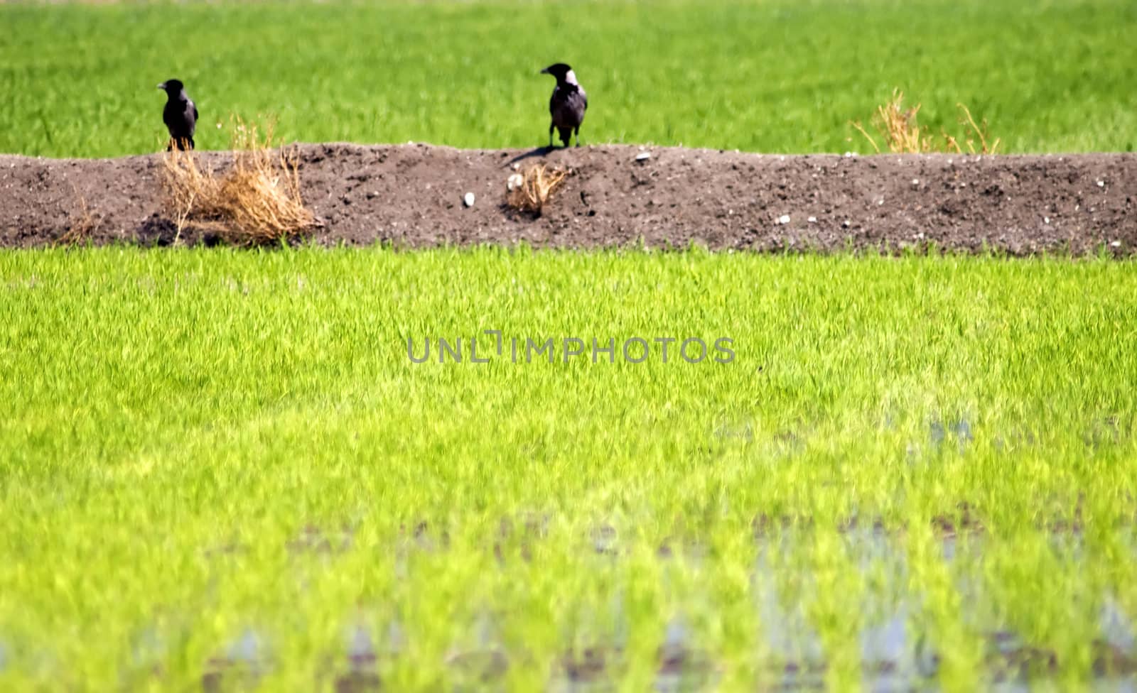 View of a field of golden wheat 