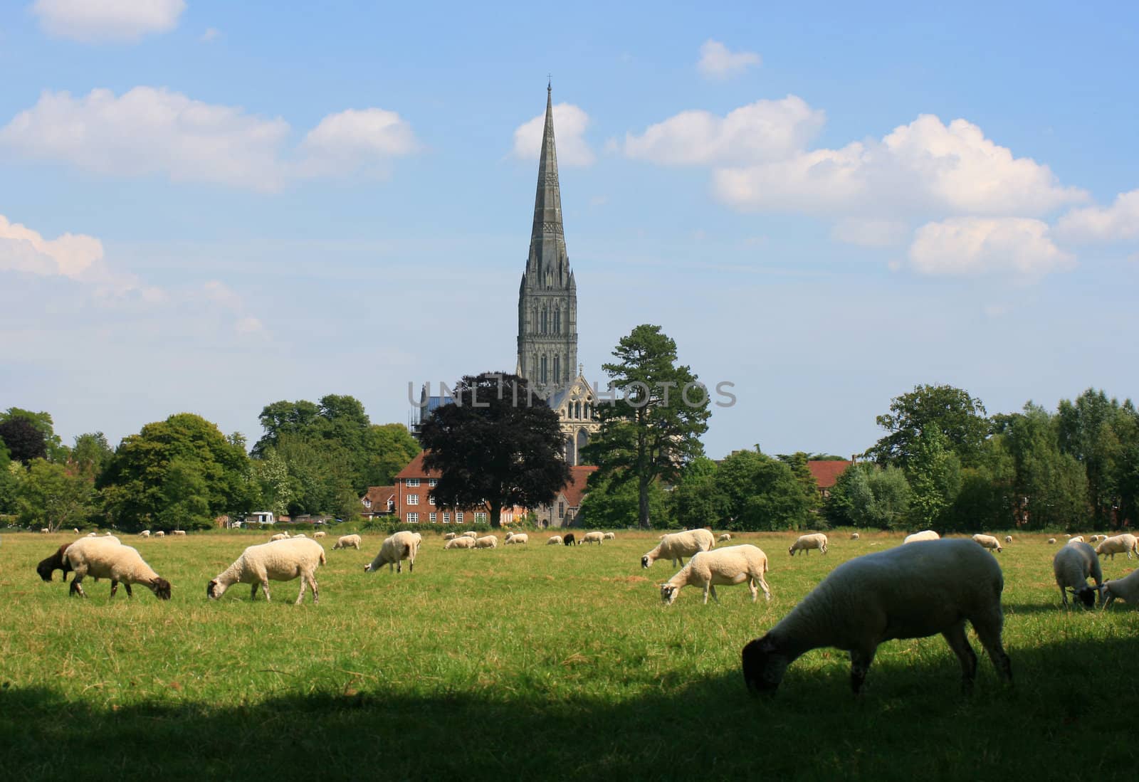 Landscape image of Salisbury Cathedral viewed from the Meadows at Harnham. 