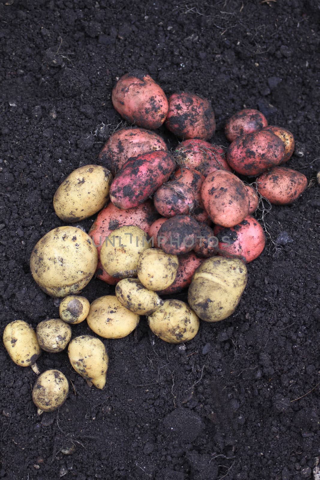 A first harvest of organically grown new potatoes, freshly dug from the ground lying on top of the soil.