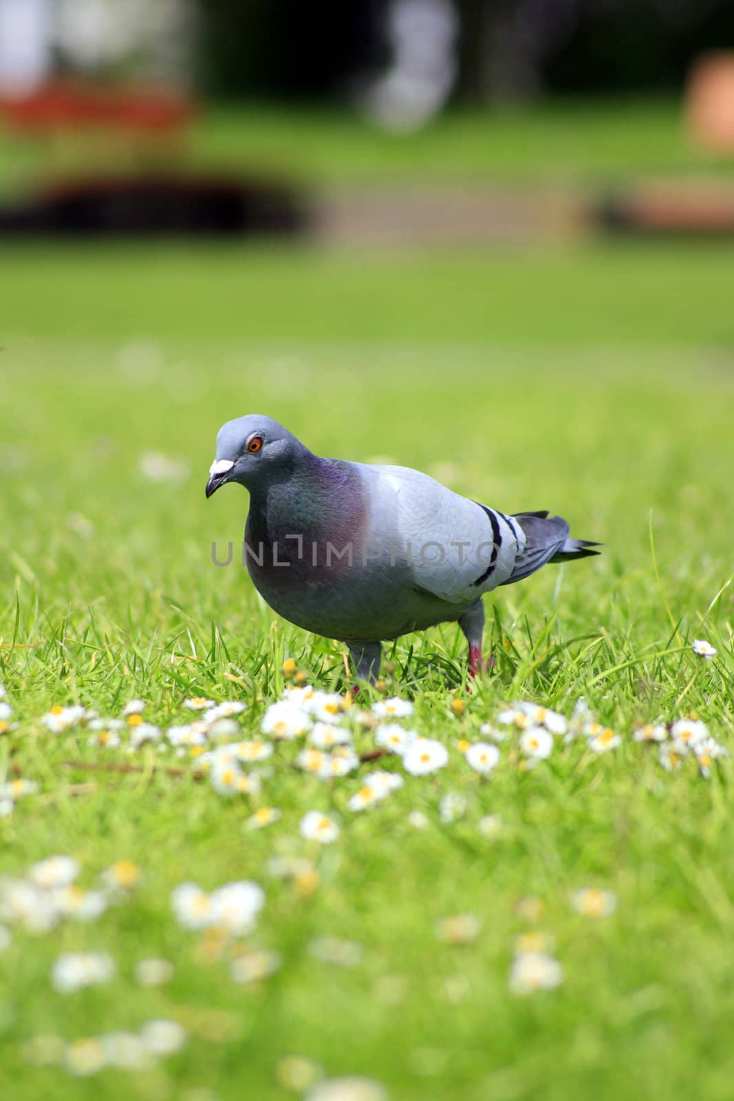 A grey pigeon in a green park area with daisys in the grass. Room top and bottom of image for text etc.