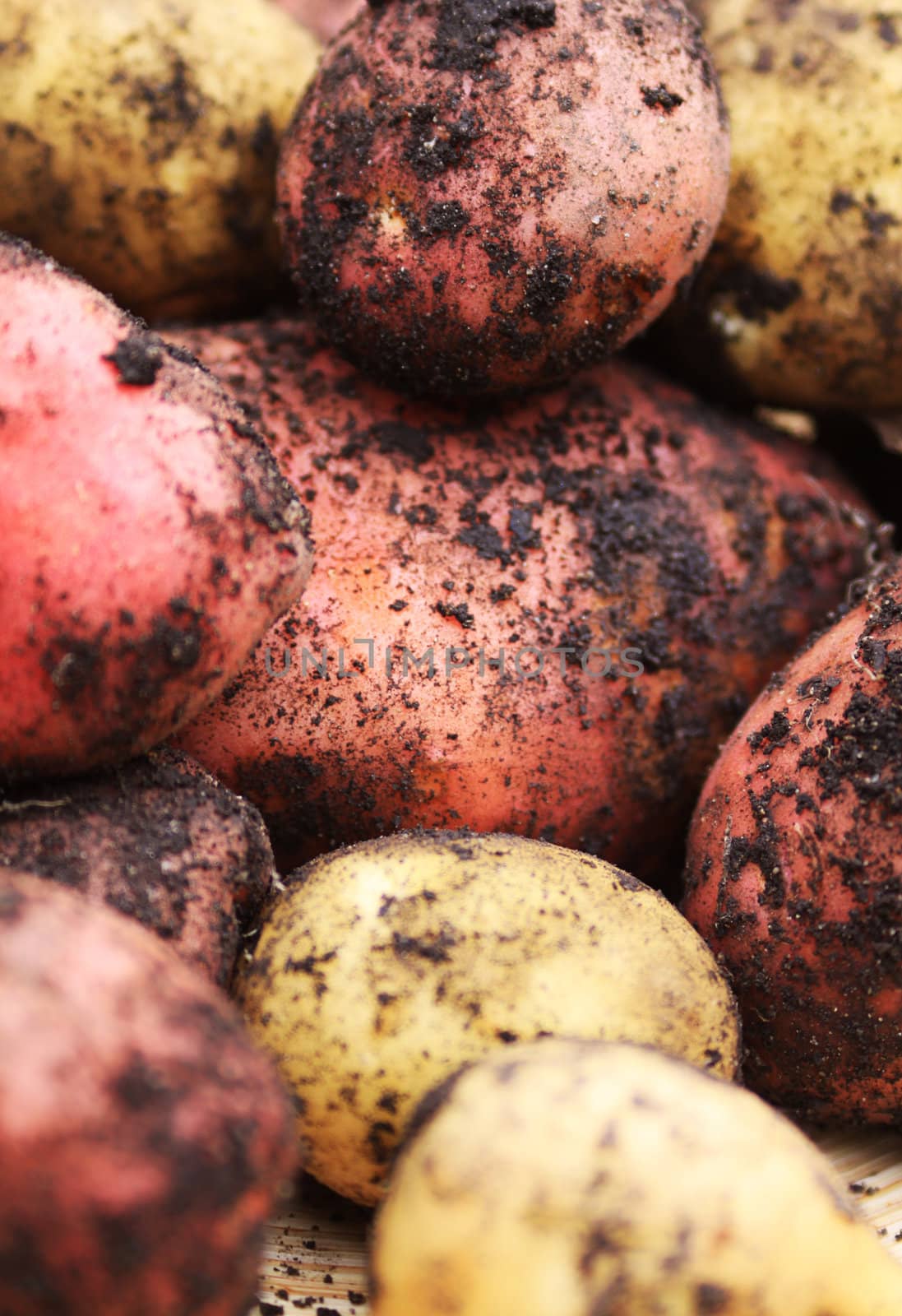 Freshly dug organically grown new red and white potatoes covered in soil, with focus on centre of image.