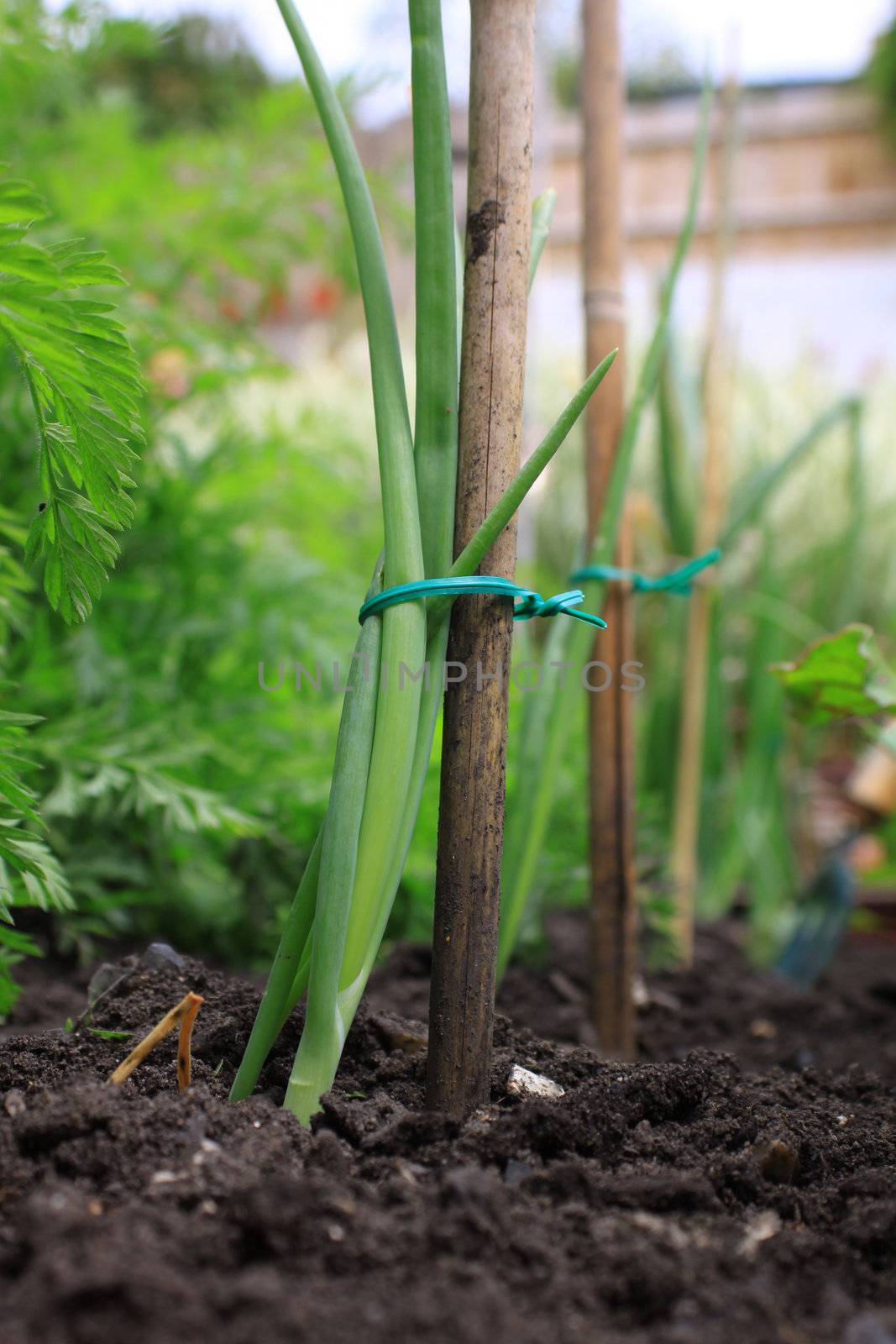 A young organically grown onion. Green shoots tied to a bamboo stake for support. low angled view.