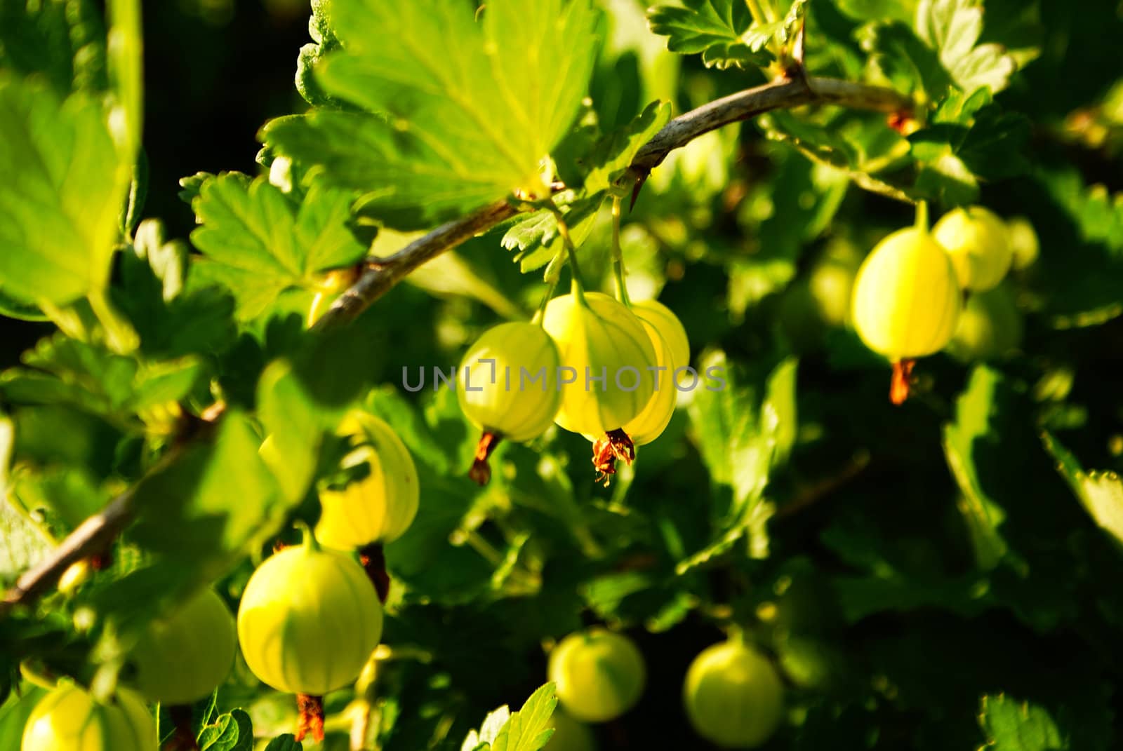 gooseberry garden in the evening