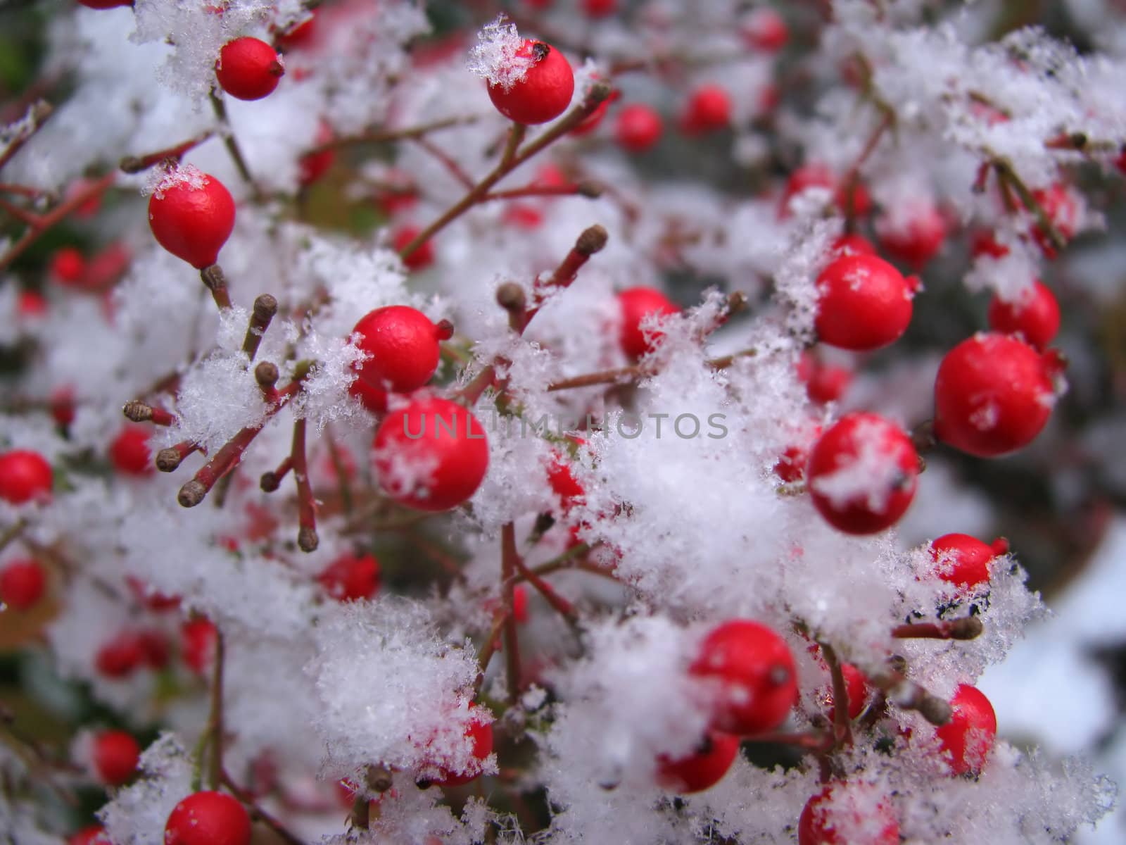 Snow Covered Red Berries is a macro shot of red berries and pure white snow showing nice detail.
