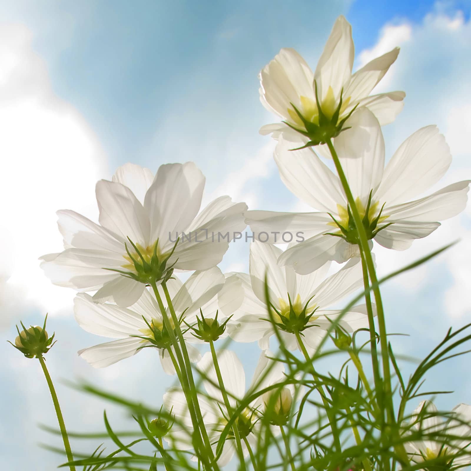 High key underside view of daisy against a bright cloudy sky