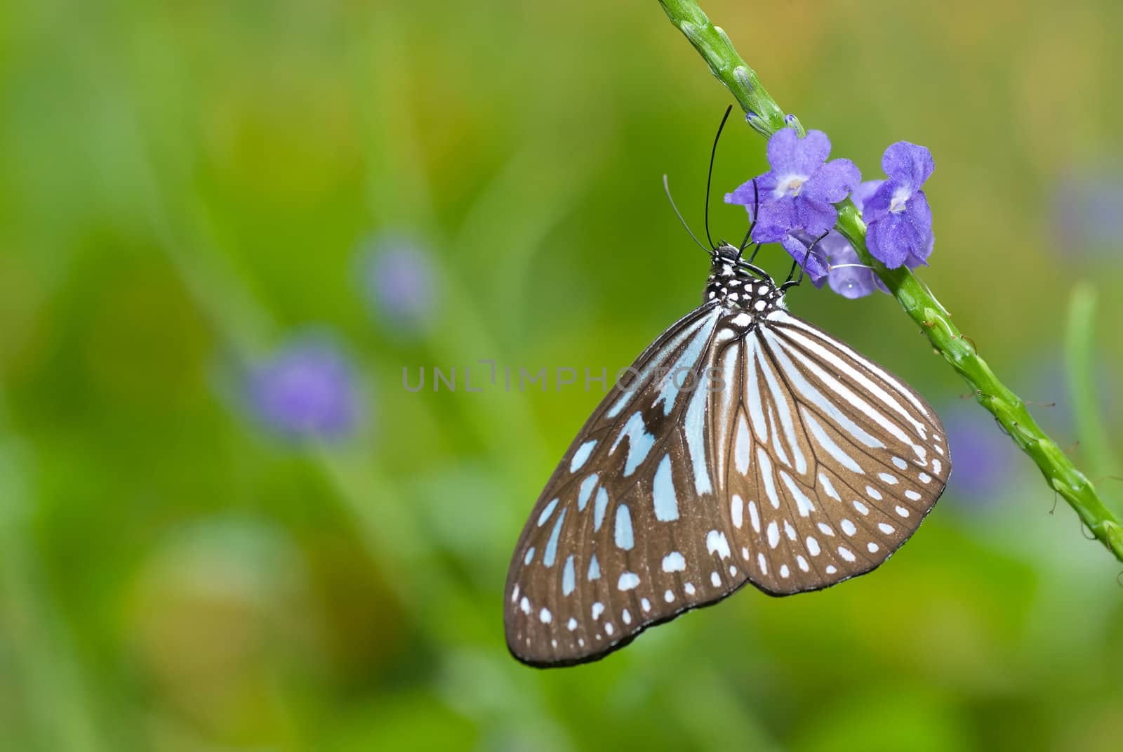 Blue Glassy Tiger (Ideopsis vulgaris macrina) foraging on the flowers of the common snakeweed (Stachytarpheta indica)