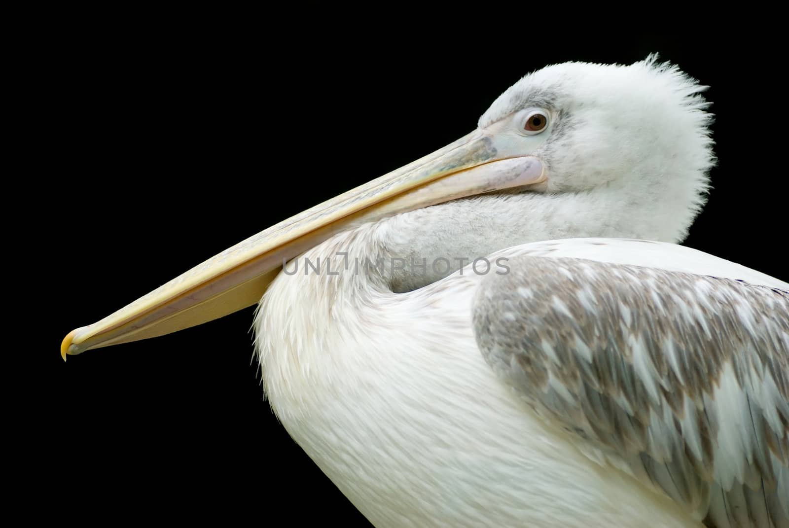 Restful pelican folding its long neck into a elegant S-shape