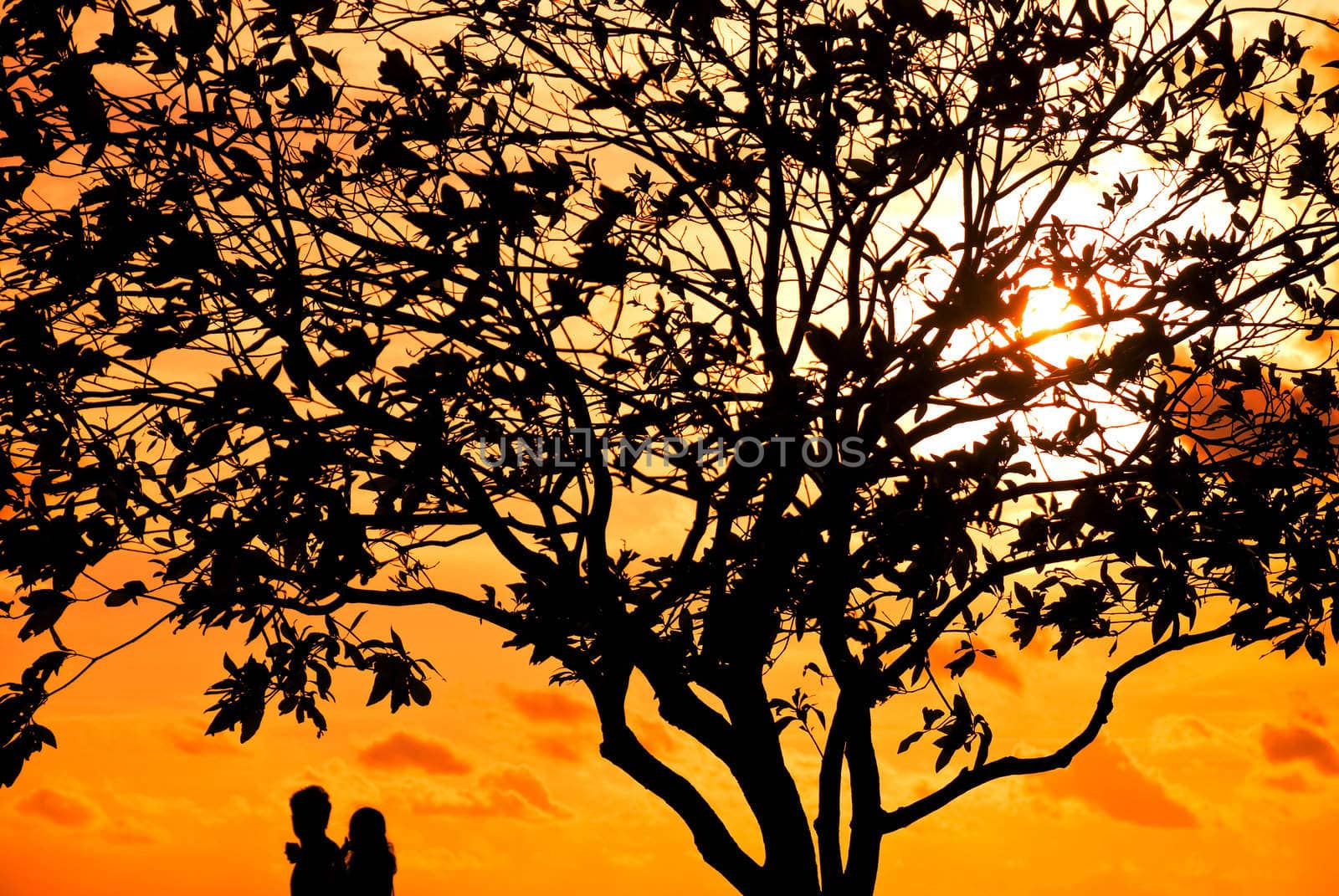 Silhouettes of two lovers under a tree at a fiery red sunset evening