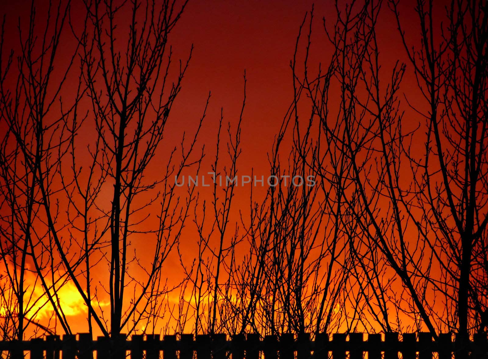 Sunset Fence and Tree Silhouettes set against a bright orange sky.
