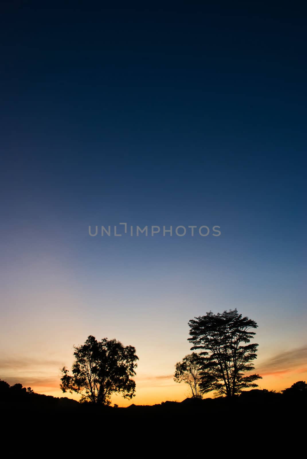 Silhouettes of trees starked against the darkening sky at dusk