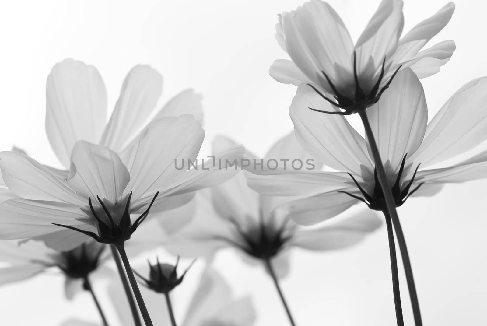 Daisies seen against the sky revealing their translucent petals