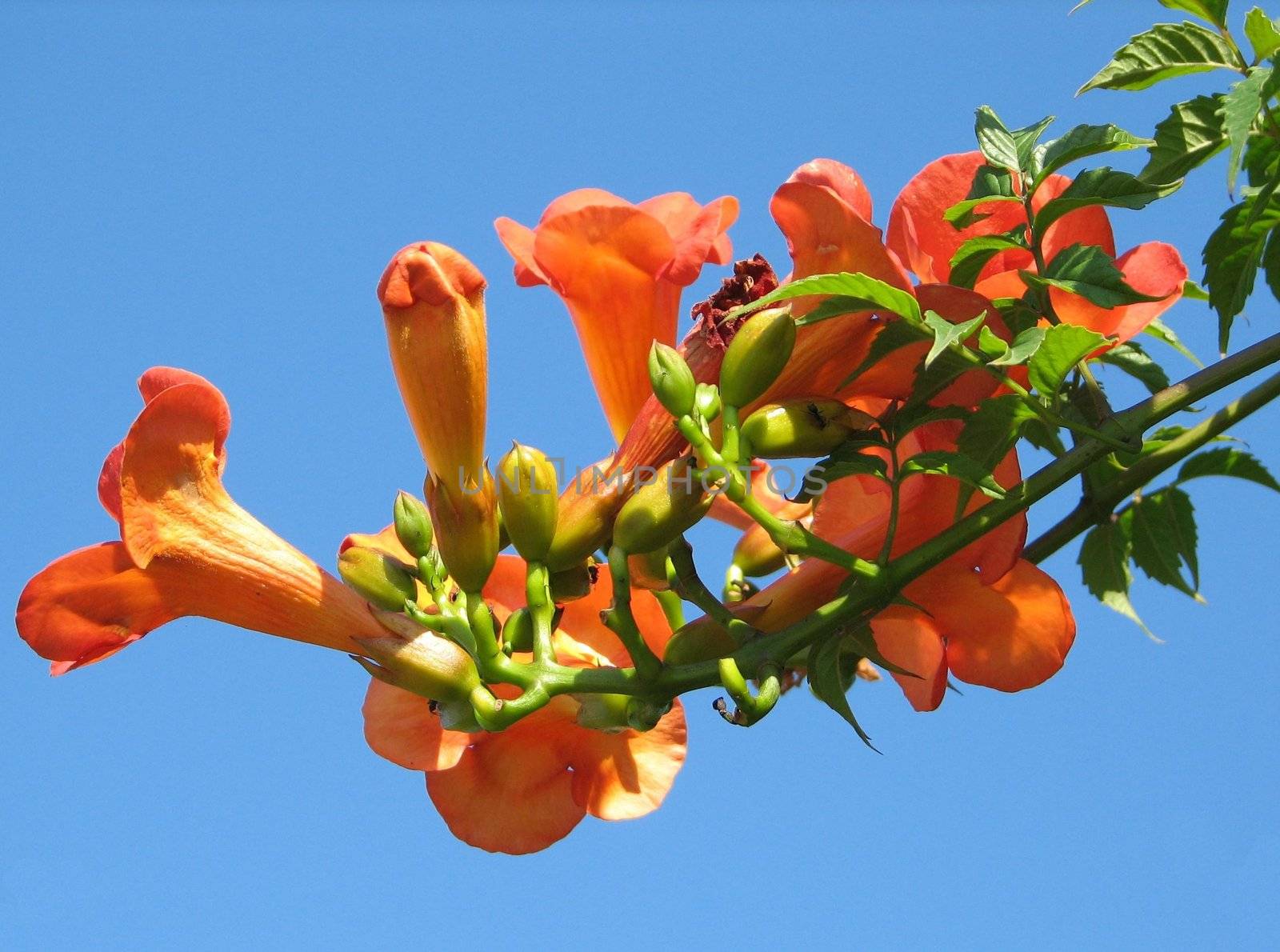 orange flower of trumpet creeper
