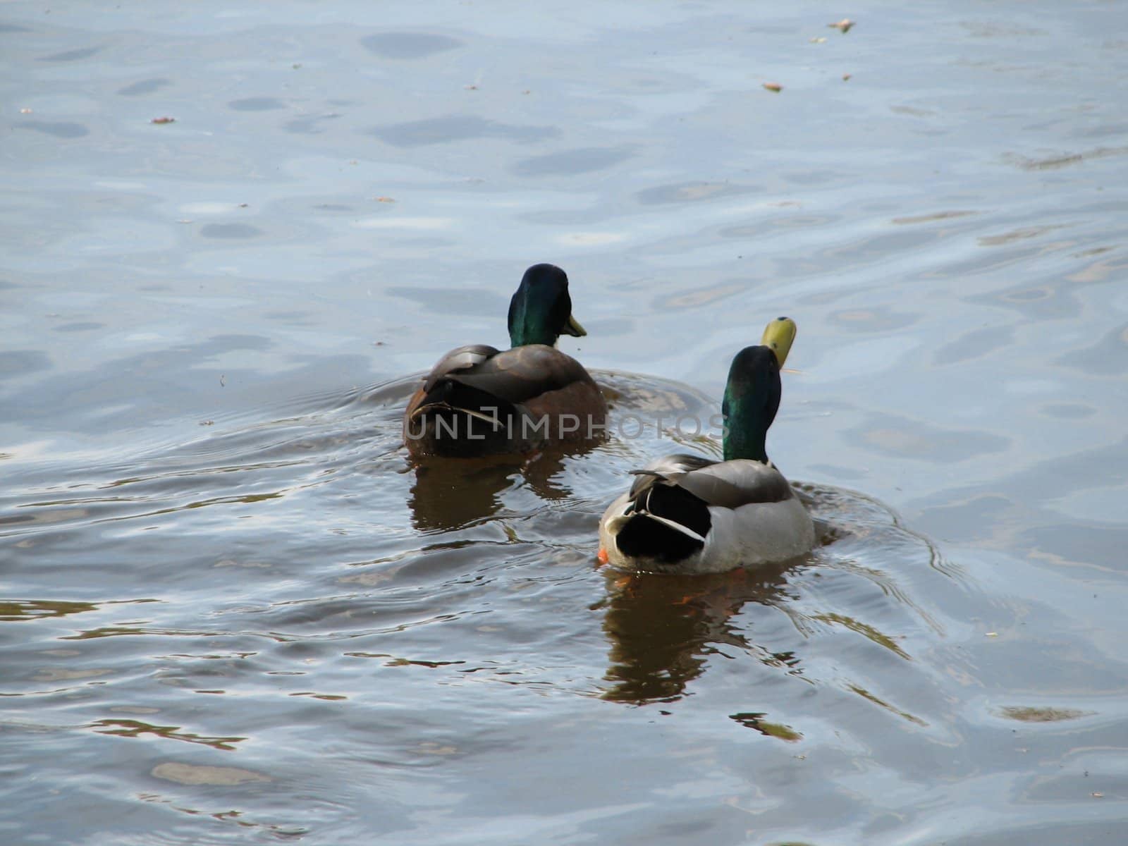 pair of swimming wild ducks