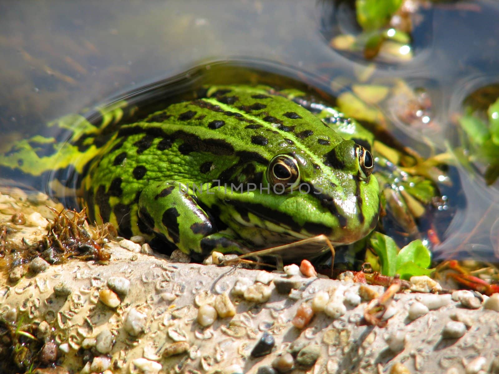 frog at the garden pond