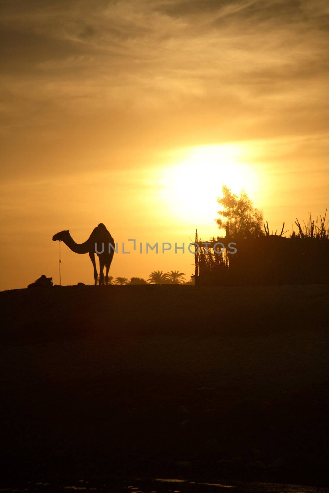 Camel in Egypt by Daniel_Wiedemann