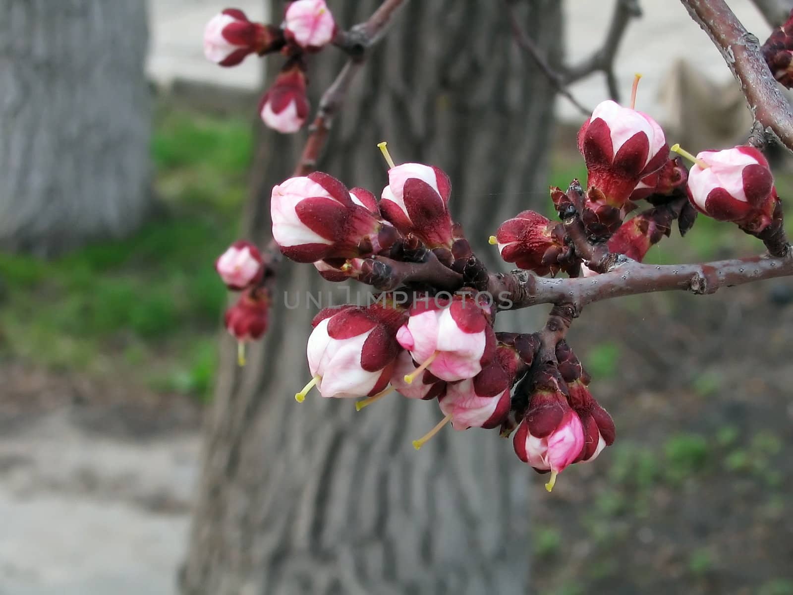 Flowering branch of the apricot by spring