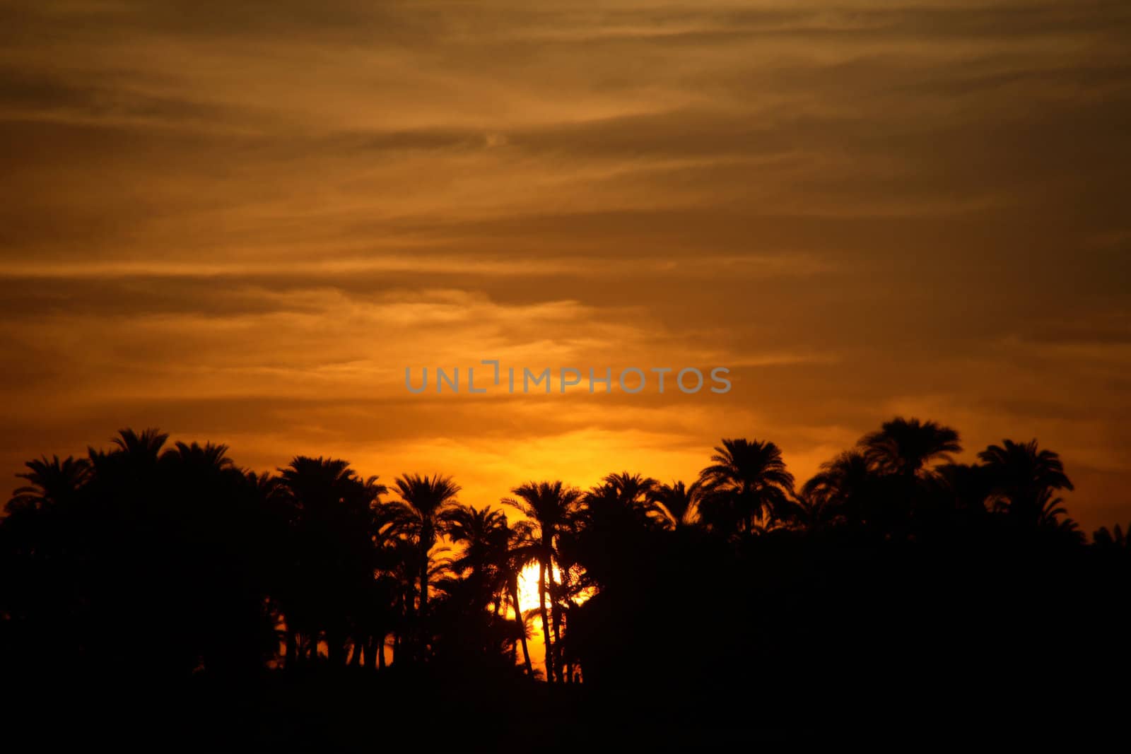 Sunset with Palm Trees by Daniel_Wiedemann