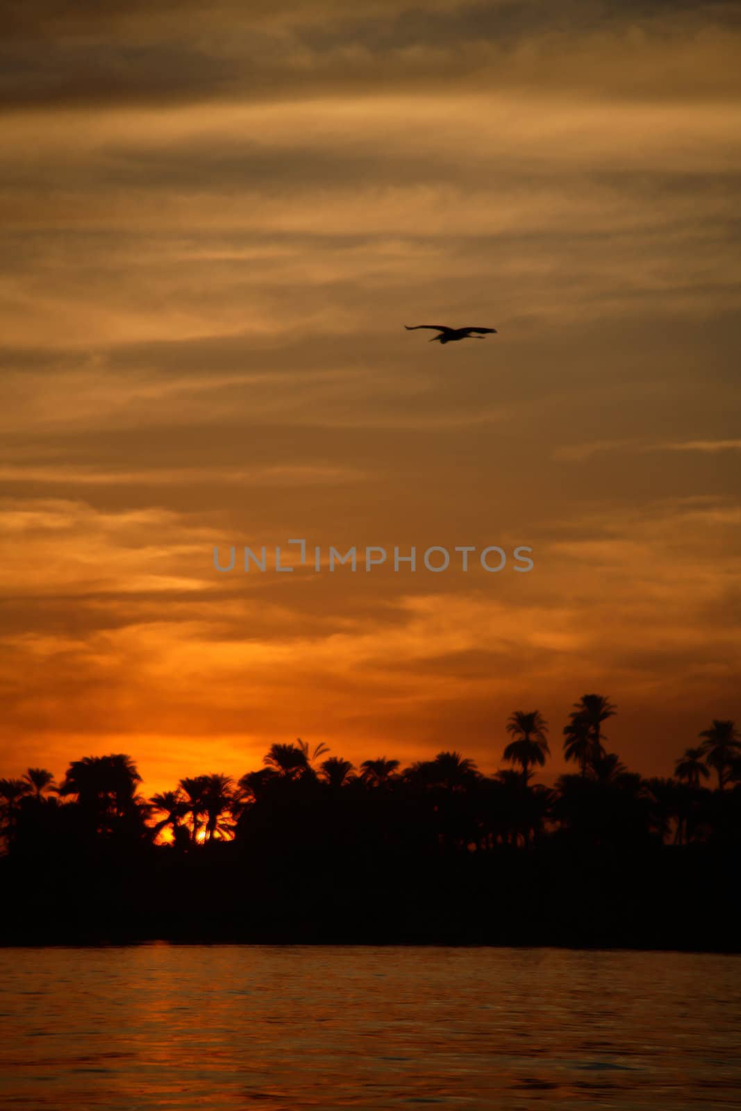 A late evening in Egypt, with the Sun setting behind the trees next to the river Nile.