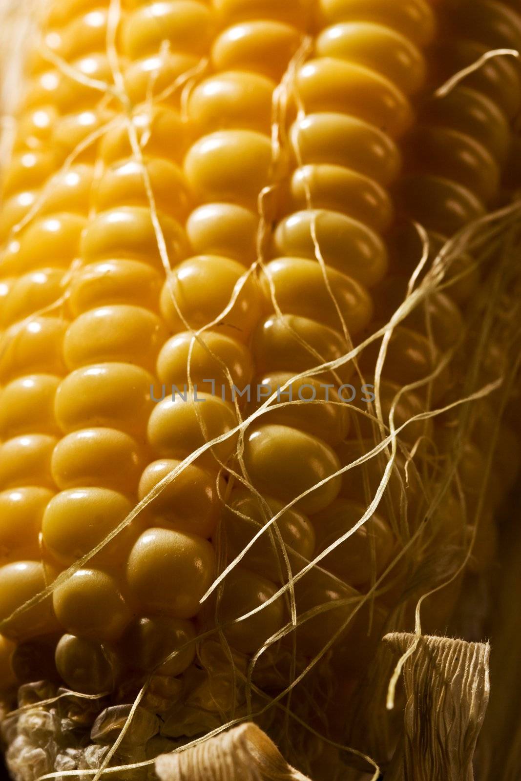foodstuff: macro picture of freshly golden corn