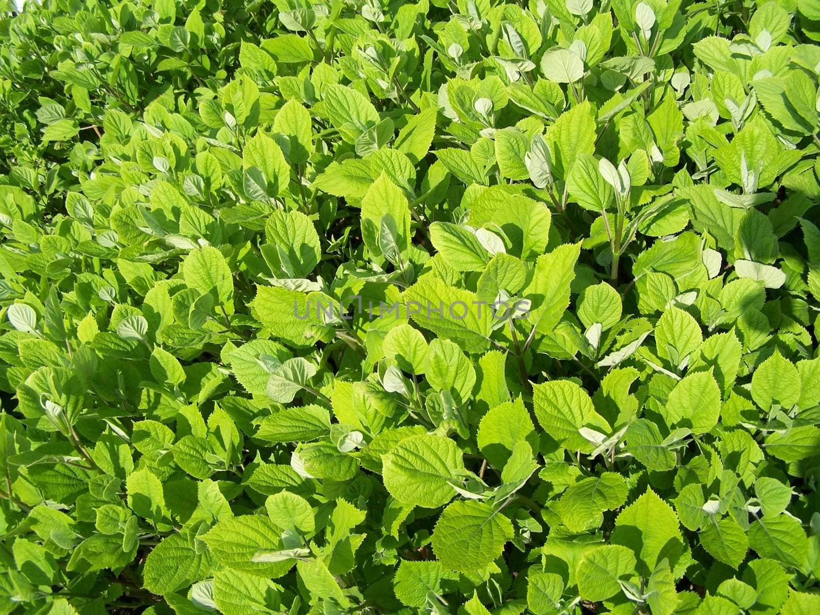 Bright shined fresh green leaves. Springtime background.