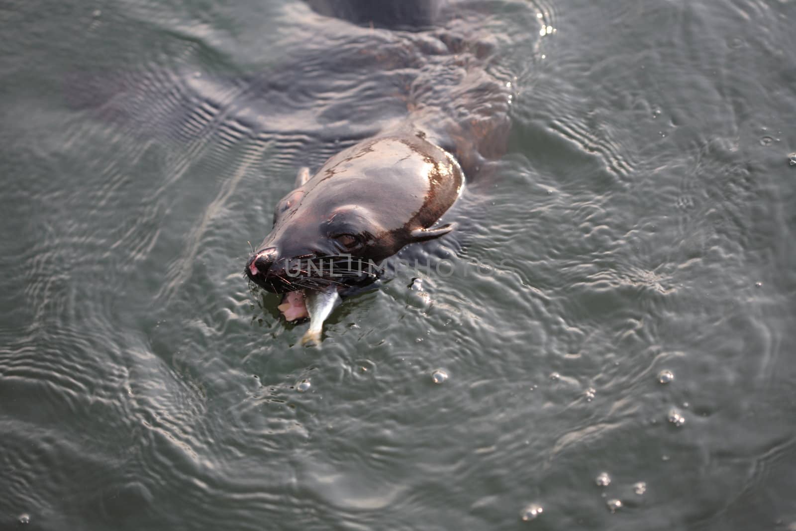 A set of a baby sea lion in the water.