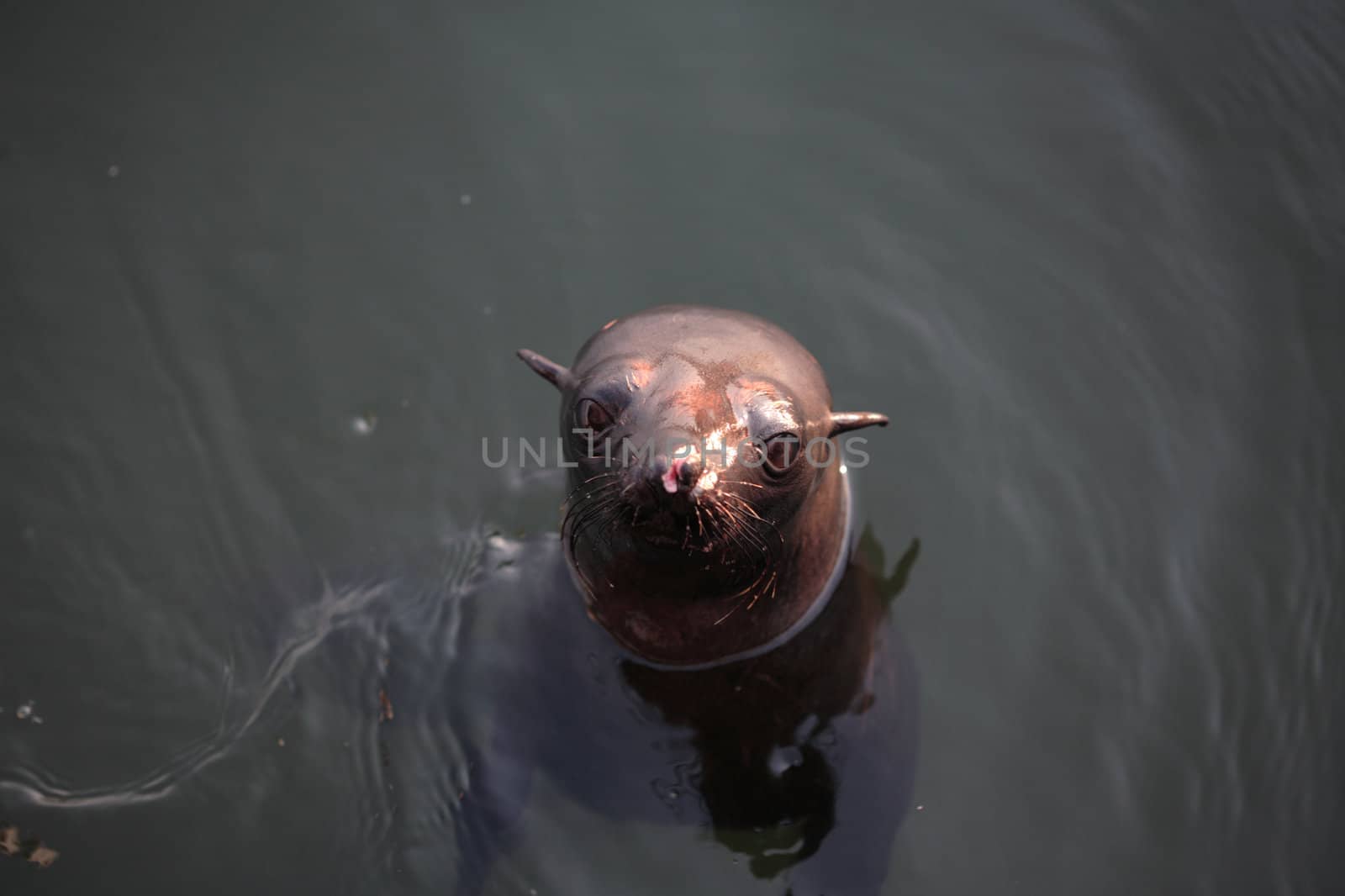 A set of a baby sea lion in the water.