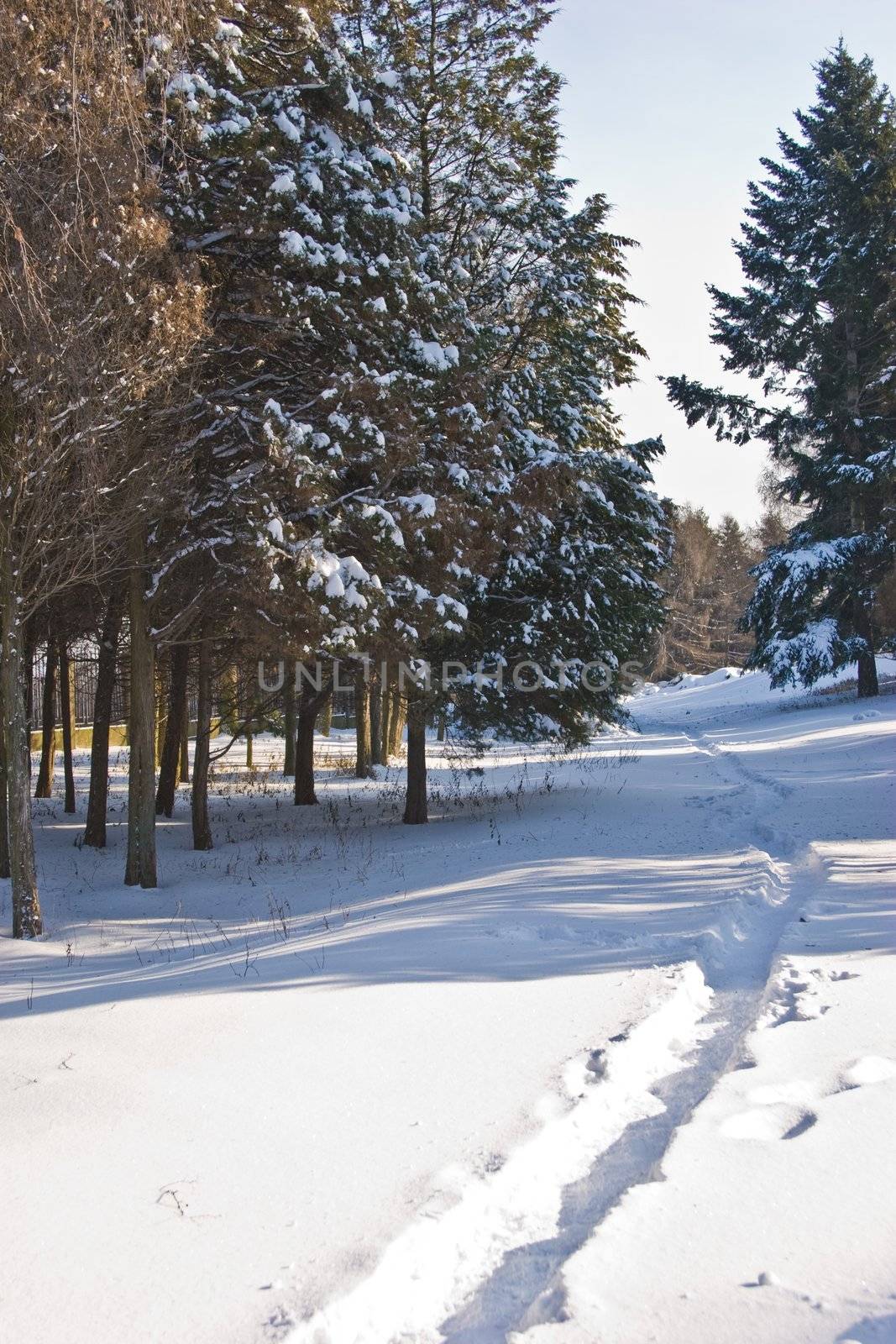 landscape series: winter snowy park view