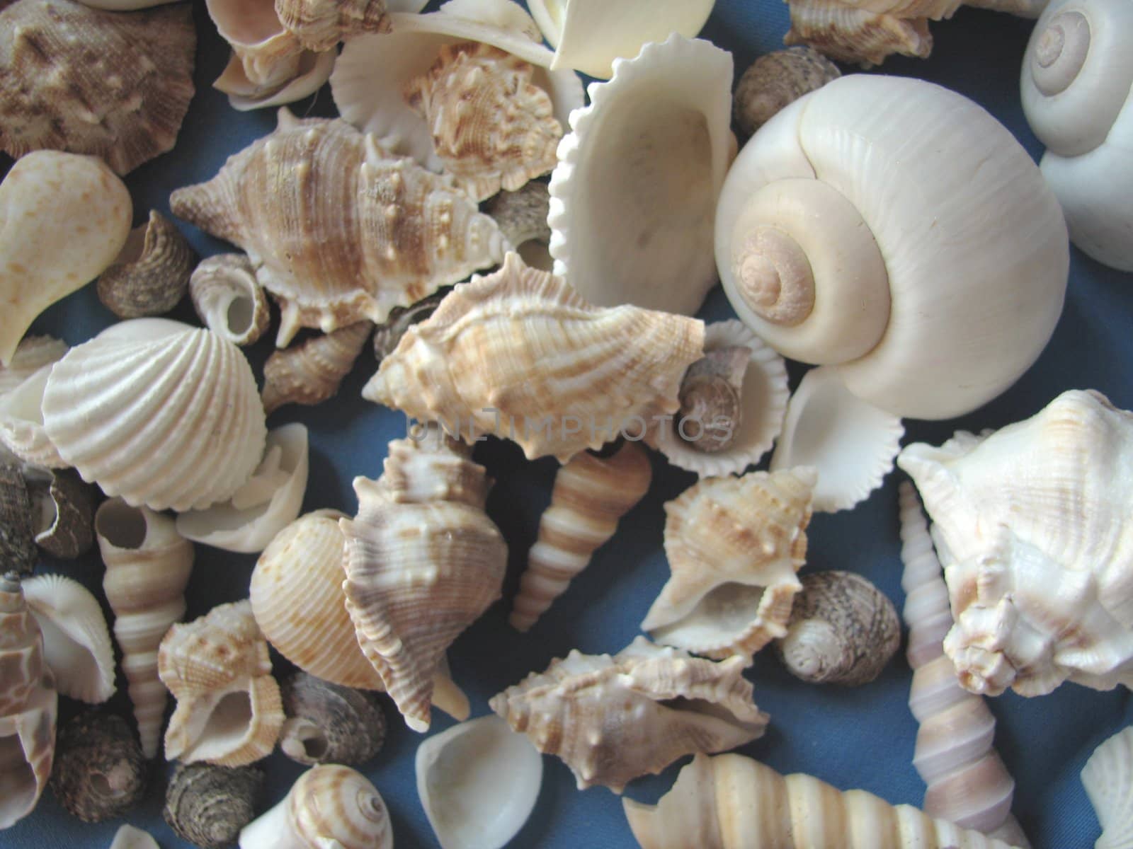 Decorative background from molluscs
