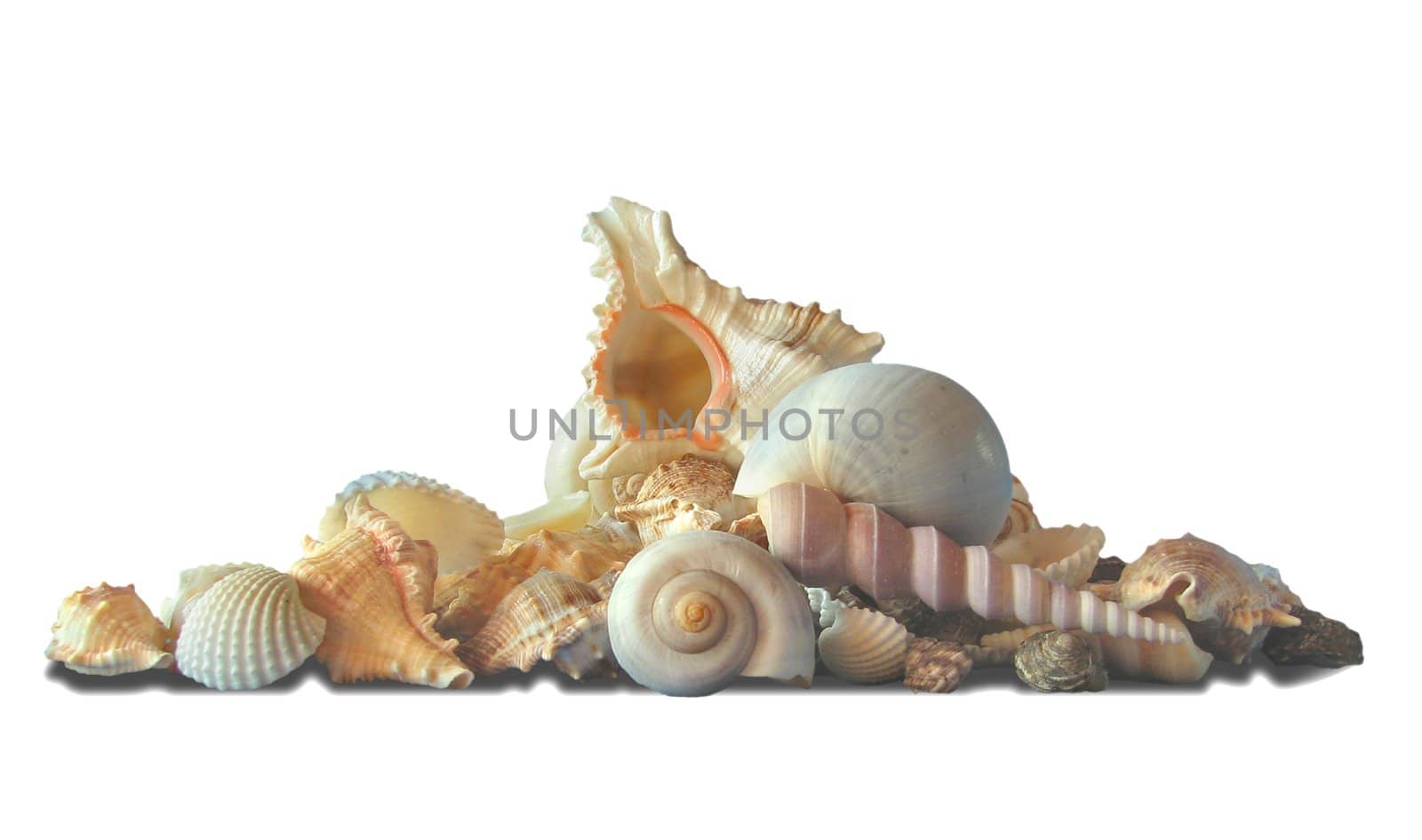 Composition of sea cockleshells, mollusks. clipping path
On a white background
